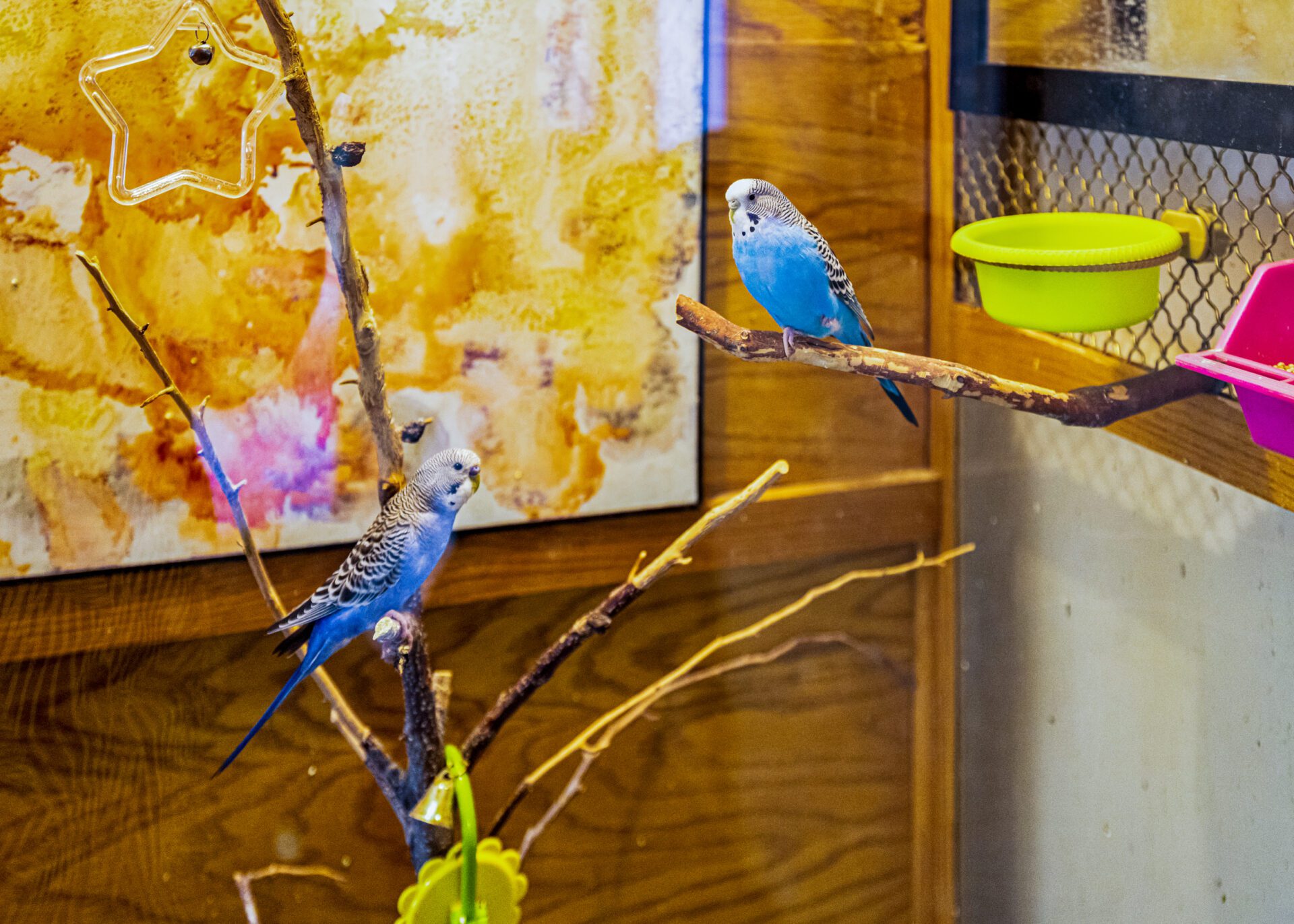 21-Birds 21-Birds